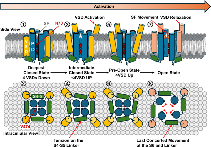 Fig. 5: Proposed activation mechanism and interactions with different functional states in Kv1 channels.