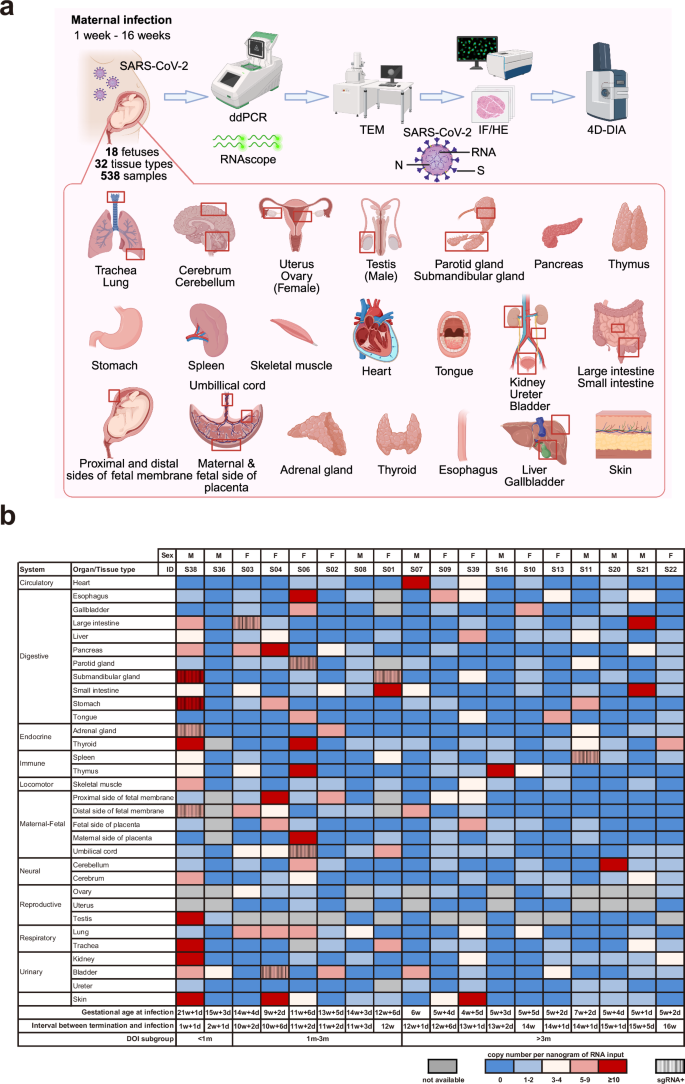 Fig. 1: Overview of the cohort study and SARS-CoV-2 RNA quantification detected in 32 fetal organs.