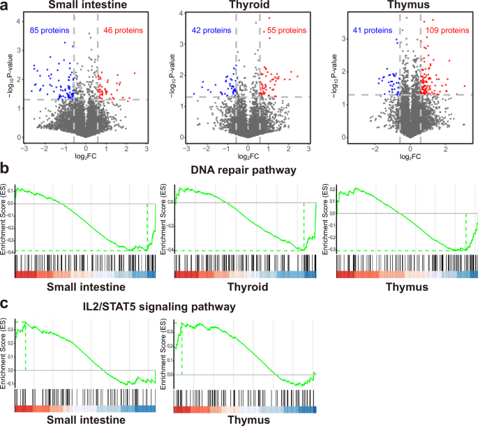 Fig. 5: Proteomic alterations in SARS-CoV-2-infected fetal organs.