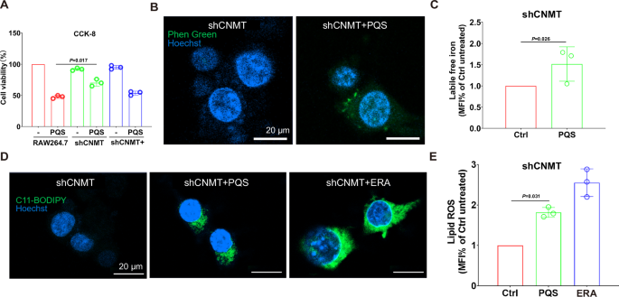 Fig. 4: CNMT-dependent promotion of ferroptosis by PQS in macrophages.