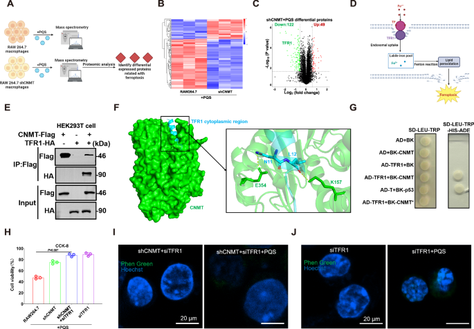 Fig. 5: CNMT K157 and E354 interacts with TFR1 to enhance iron overload for ferroptosis by PQS in macrophages.