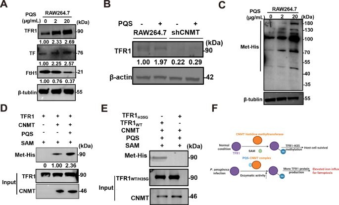 Fig. 6: PQS increases CNMT His MTase-catalysed TFR1 H35 methylation levels to promote TFR1 productions.