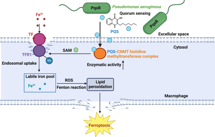 Fig. 7: Model of the P. aeruginosa PQS–CNMT–TFR1 axis to induce ferroptosis in macrophages.