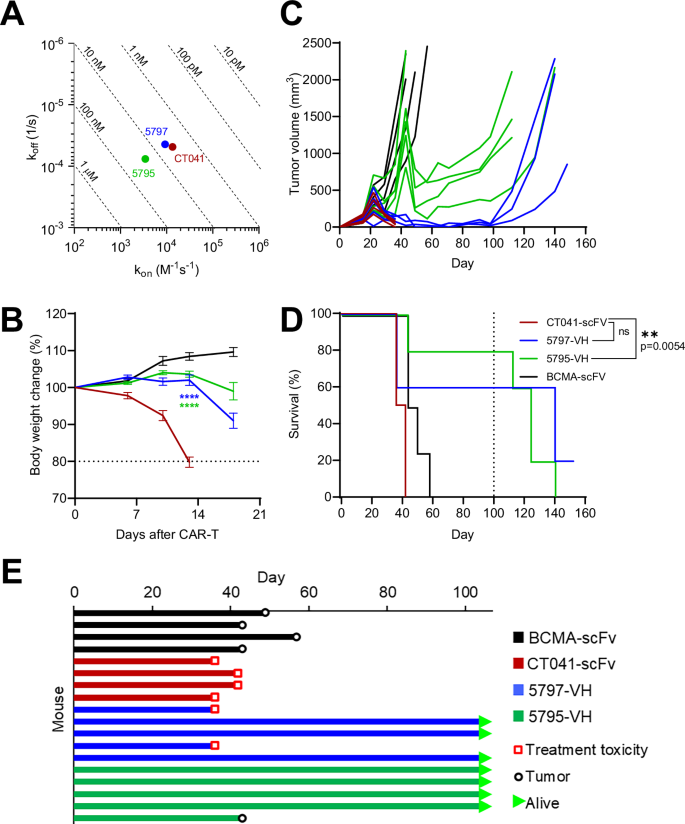 Fig. 4: Binding affinity correlates with on-target/off-tumor toxicity.