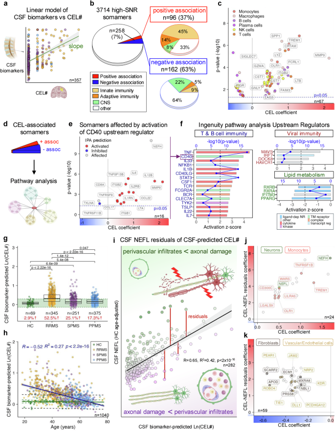 Fig. 4: Cerebrospinal fluid (CSF) proteins, pathways, and predicted upstream regulators associated with contrast-enhancing lesions (CEL) and their destructiveness to central nervous system (CNS) tissue.