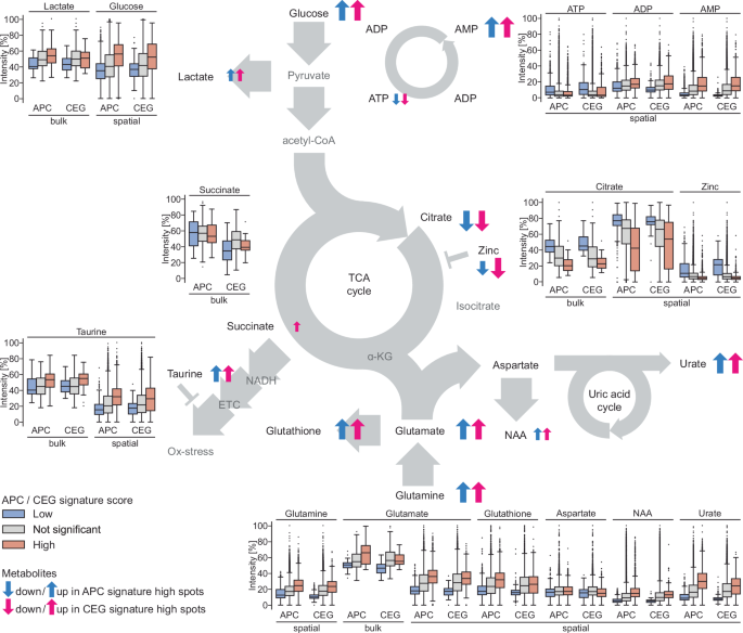 Fig. 5: Changes of metabolite levels in relation to APC and CEG signature activity.