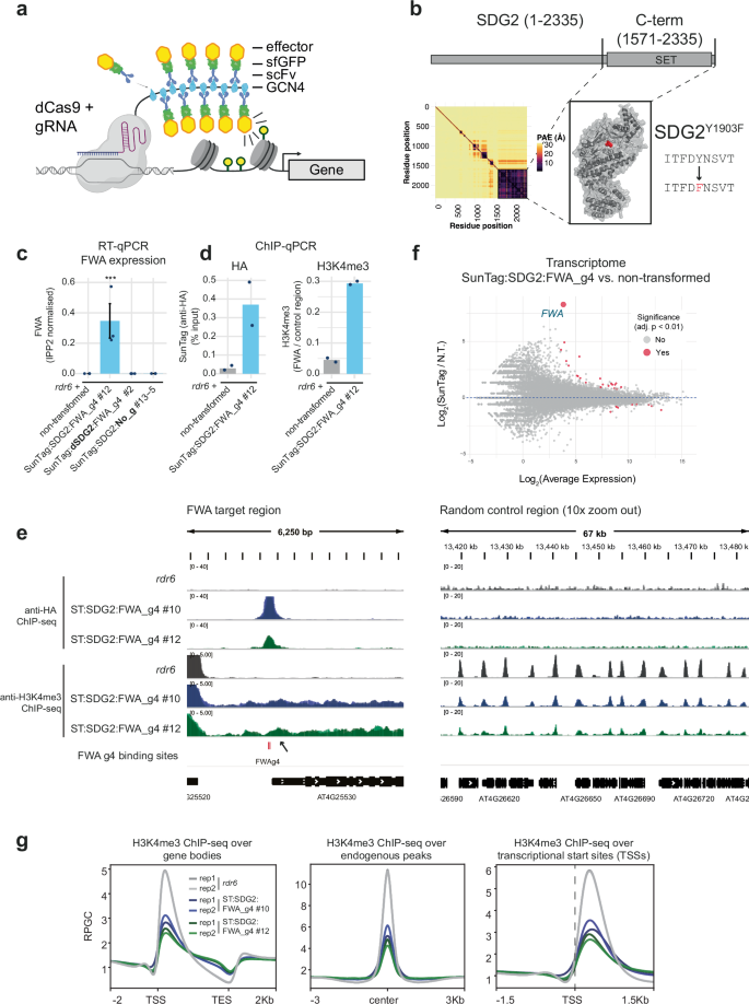 Fig. 1: SunTag-SDG2 activates FWA mRNA expression.