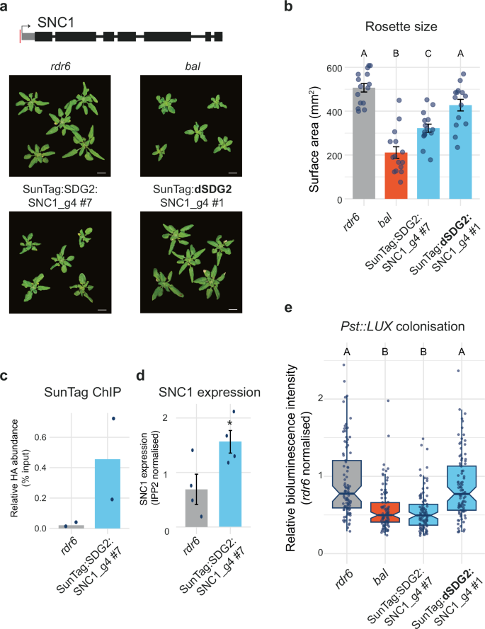 Fig. 2: SunTag-SDG2 targeting to SNC1 enhances resistance to P. syringae.