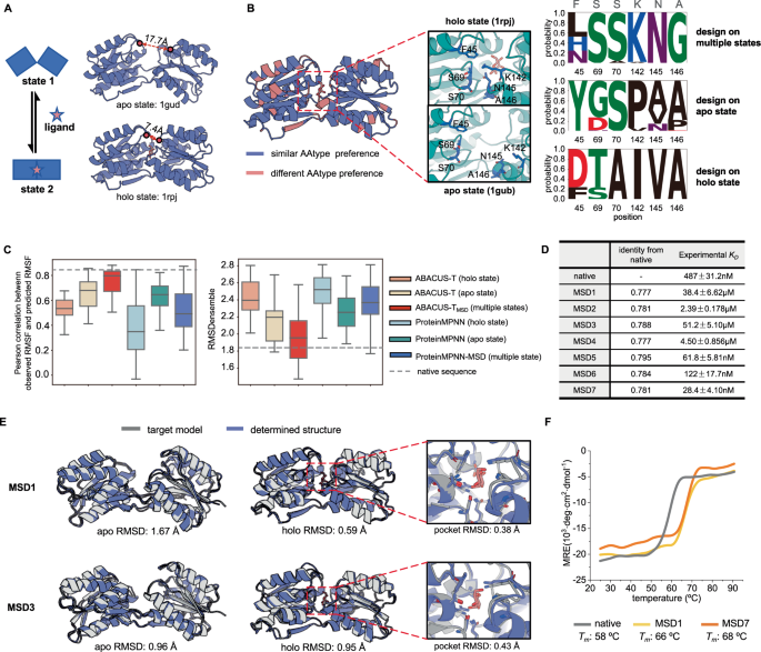 Fig. 3: Designing on an allose binding protein of two conformational states.