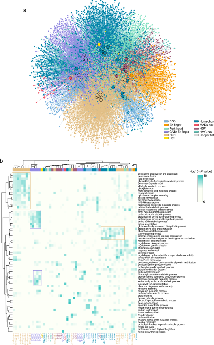 Fig. 3: R. microsporus gene regulatory networks.