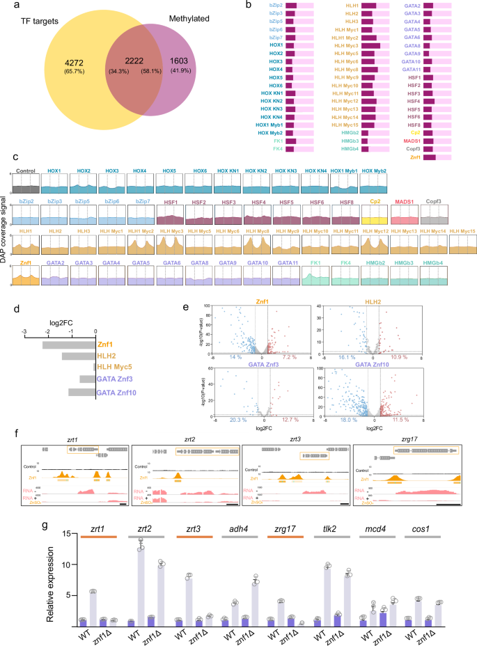 Fig. 4: Indirect role of 6mA in gene expression regulation.
