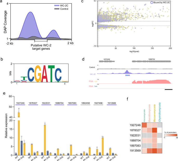 Fig. 5: WC-2C implication in light-regulated genes.
