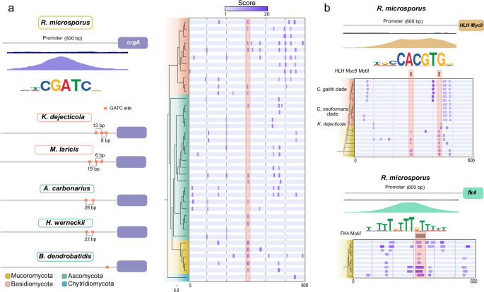 Fig. 6: Promoter structure evolution in fungi.
