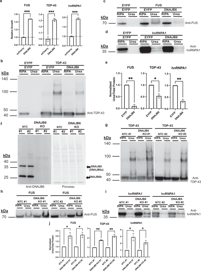 Fig. 2: DNAJB6 is a rescuer of FUS, TDP-43, and hnRNPA1.