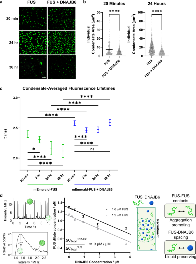 Fig. 4: Biophysical characterization of FUS condensates with and without DNAJB6.