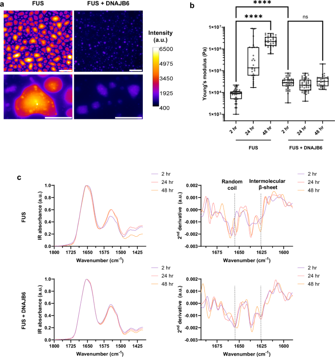 Fig. 5: pFTAA staining, AFM, and FTIR studies of the effect of DNAJB6 on FUS condensates.