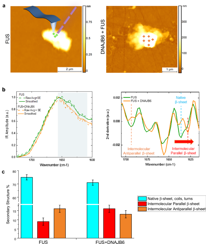 Fig. 6: AFM-IR nano-chemical analysis of FUS and FUS + DNAJB6 condensates.