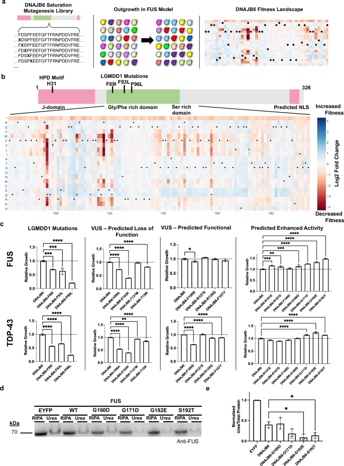 Fig. 7: Deep mutational scan (DMS) of DNAJB6 identifies potentiated variants.