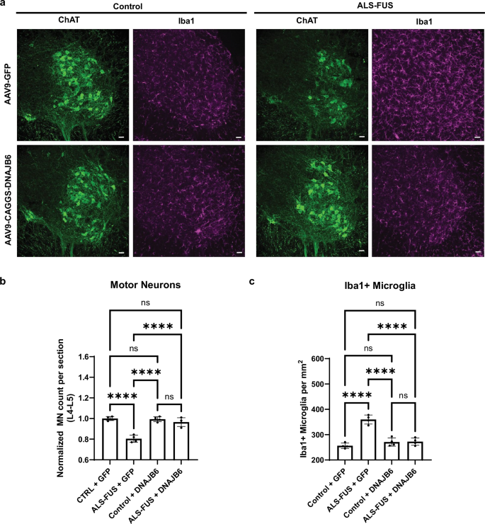 Fig. 8: DNAJB6 rescues FUS-mediated MN loss in a mouse model of ALS-FUS.