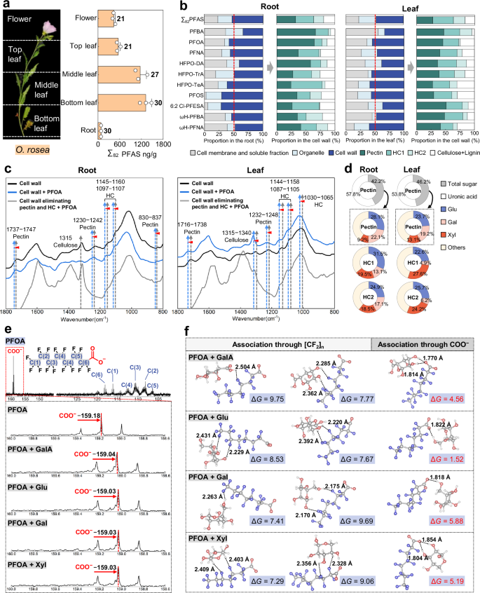 Fig. 3: Binding sites of PFAS in hyperaccumulator O. rosea.