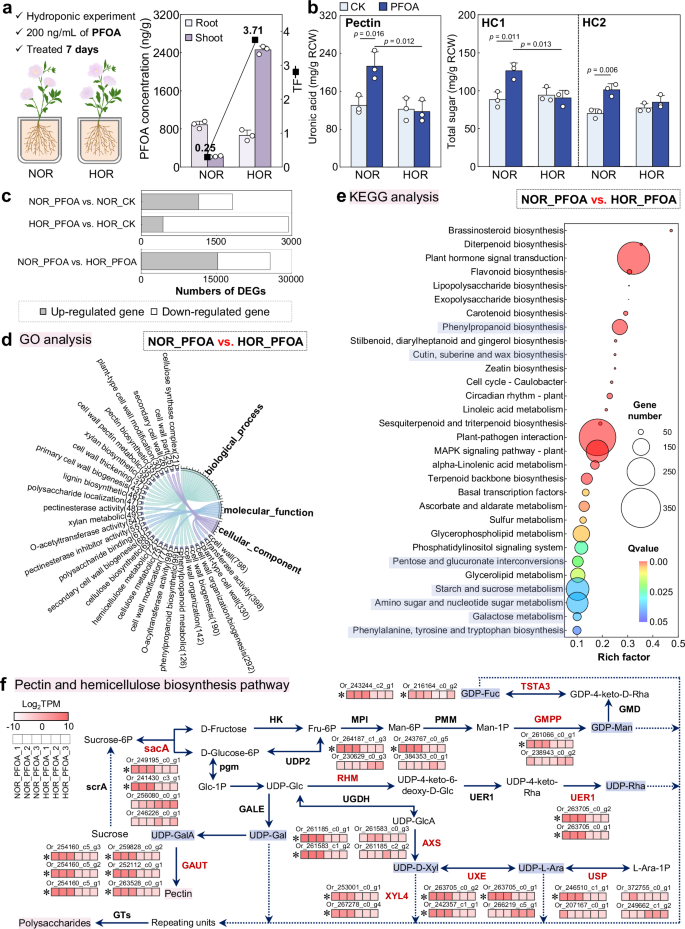 Fig. 4: The hyperaccumulating mechanism of O. rosea for PFAS.