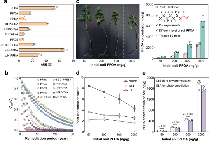 Fig. 5: Effectiveness of soil PFAS phytoremediation by O. rosea.