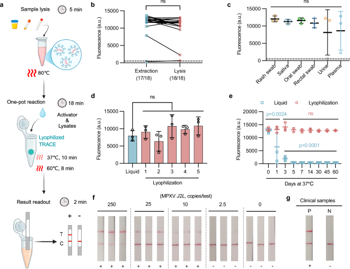 Fig. 5: TRACE lateral flow assay for MPXV point-of-care testing.