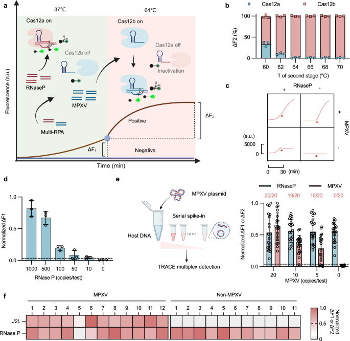 Fig. 7: TRACE duplex detection of MPXV and RNase P gene.
