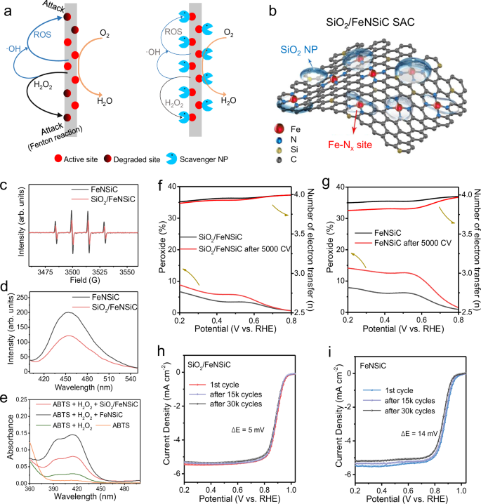 Fig. 1: The ORR pathway of proposed structure, radicals characterization, and stability measurements with and without scavengers.