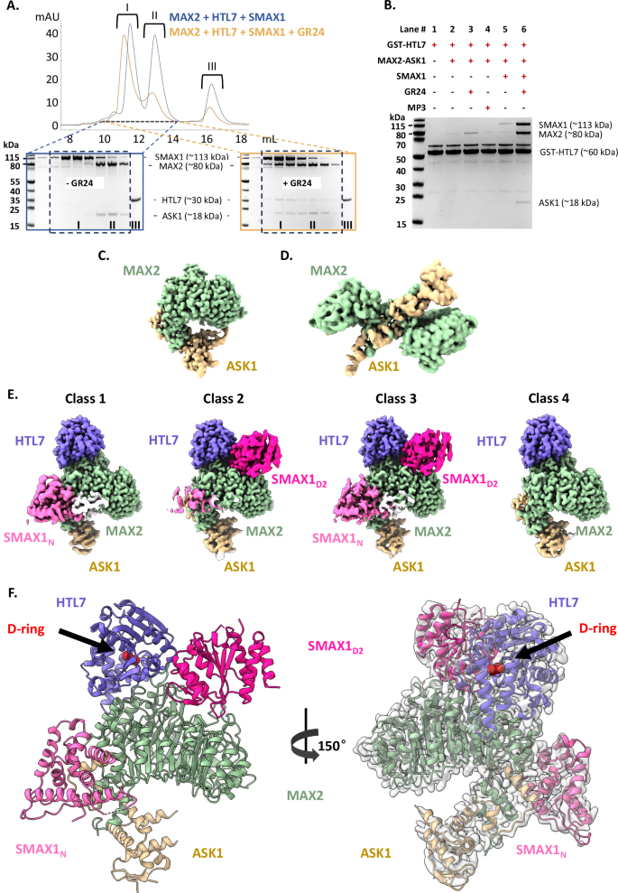 Fig. 1: Assembly and cryo-EM structures of the ASK1–MAX2–HTL7–SMAX1 complexes.