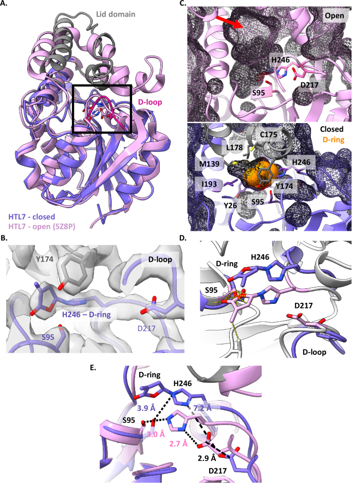 Fig. 2: MAX2–HTL7 is closed with the GR24 D-ring trapped in its active site.