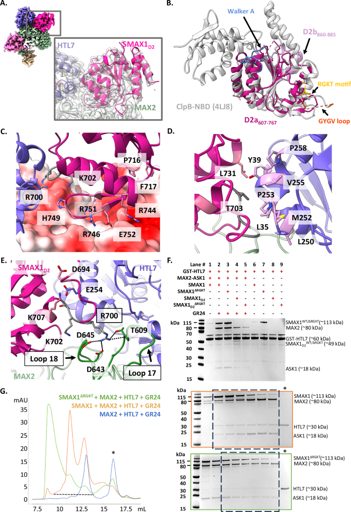 Fig. 3: SMAX1D2 stabilises MAX2–HTL7.