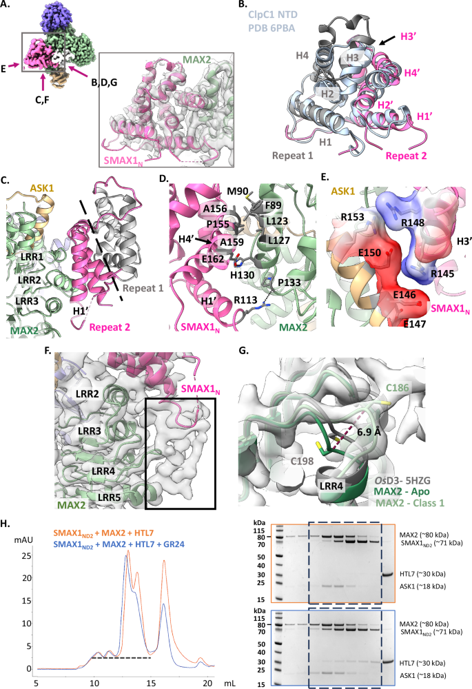 Fig. 4: Characterisation of the ASK1–MAX2–SMAX1N interface.