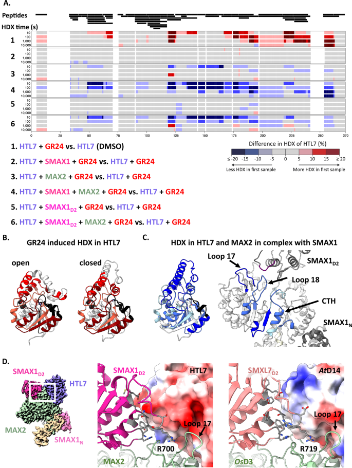Fig. 5: ASK1–MAX2–HTL7–SMAX1 complex dynamics and receptor specificity.