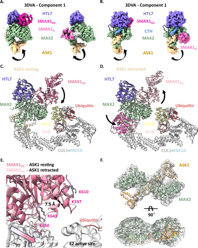 Fig. 6: SMAX1 stabilises ASK1–MAX2–HTL7 for ubiquitination.