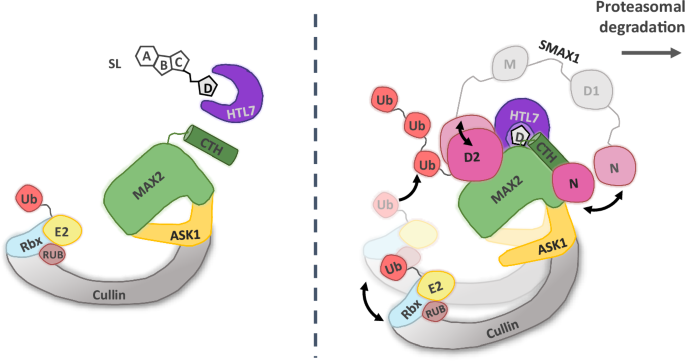 Fig. 7: Updated schematic of the SL signalling mechanism.
