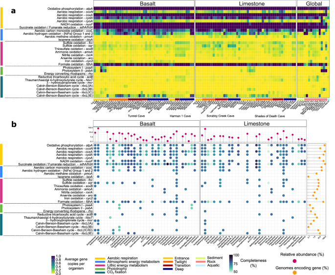 Fig. 2: Metabolic potential of cave microbes for energy and carbon acquisition.