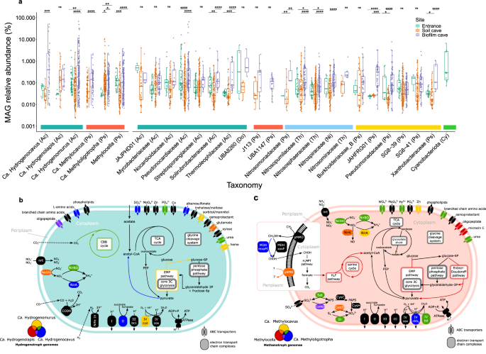 Fig. 3: Abundance and capabilities of the most abundant functional groups in caves.