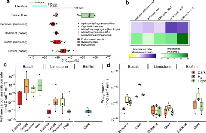 Fig. 5: Major carbon acquisition processes and activities sustaining primary production in caves.