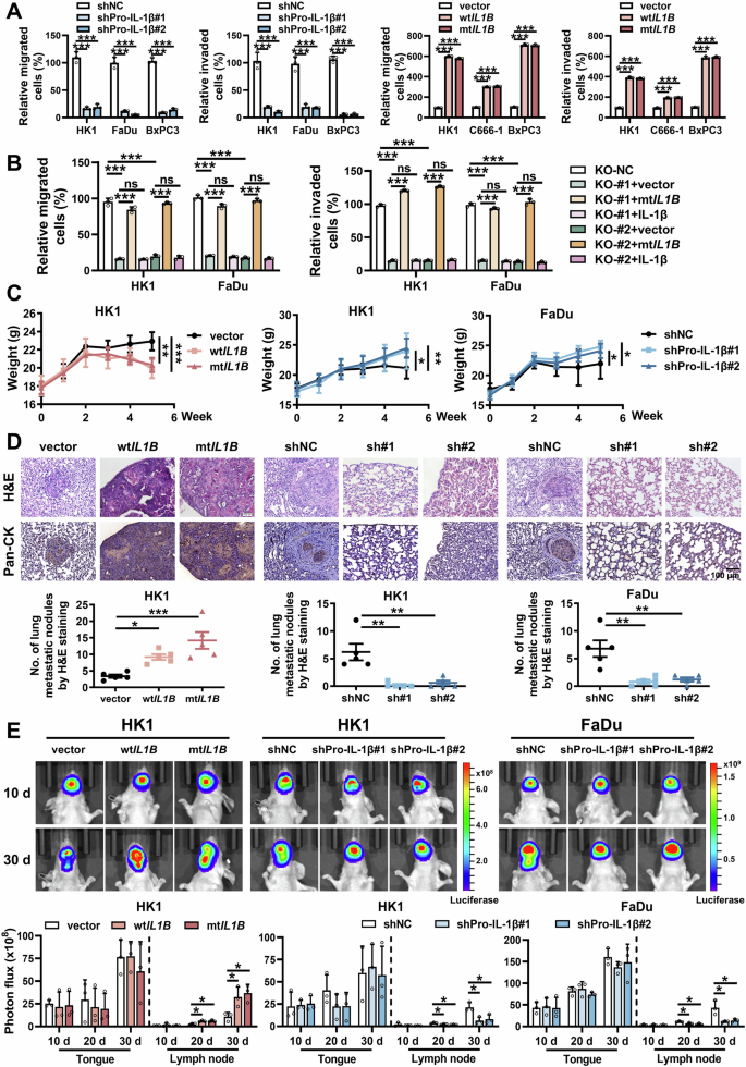 Fig. 2: Pro-IL-1β enhances HNSCC cells invasion and metastasis in a cytokine-independent manner.
