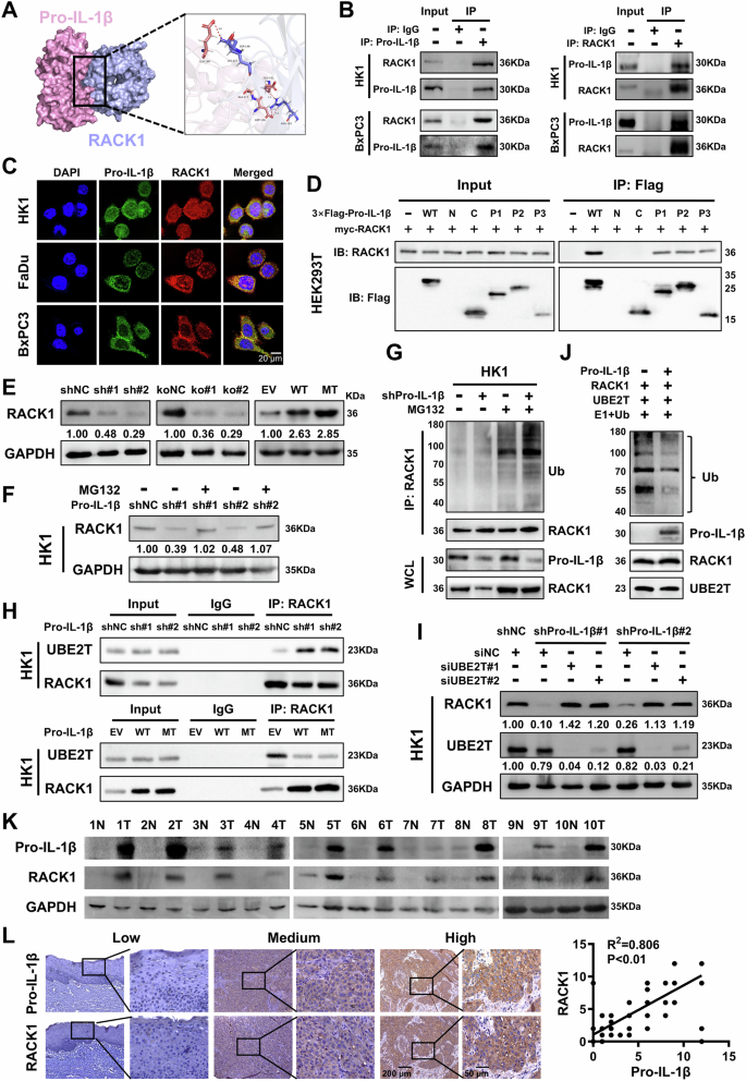 Fig. 4: Pro-IL-1β binds with and stabilizes RACK1 protein.
