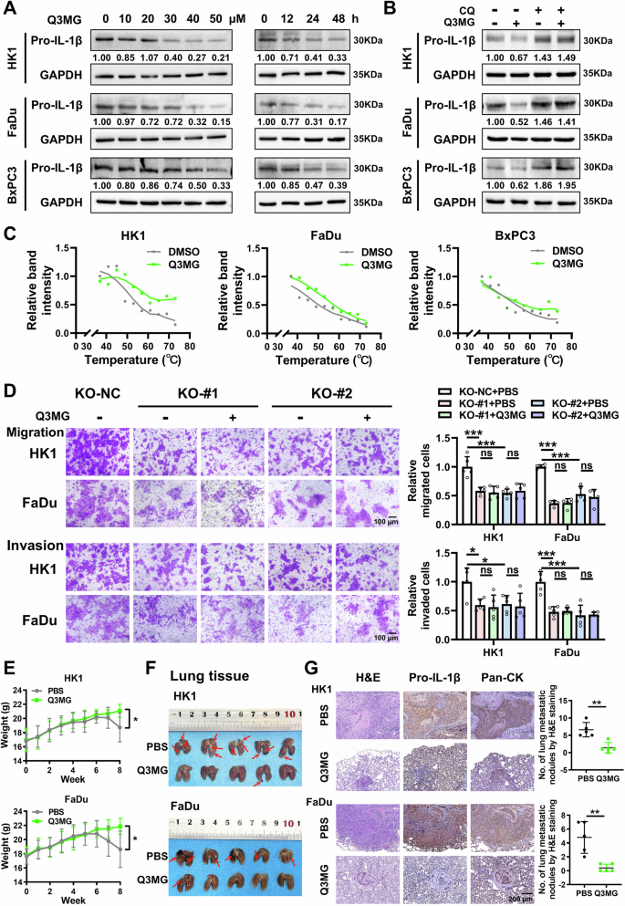 Fig. 7: Q3MG targets Pro-IL-1β protein and suppresses metastatic potential of HNSCC cells.