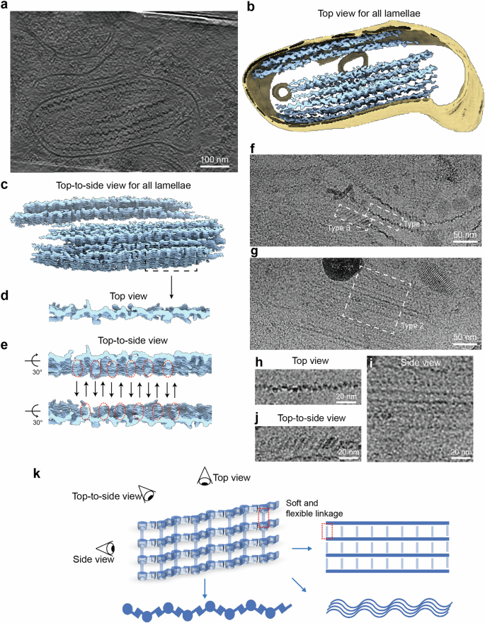 Fig. 1: Morphology analysis of native PMEL fibrils.