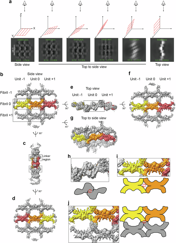 Fig. 2: Cryo-EM structural determination of PMEL fibrils.