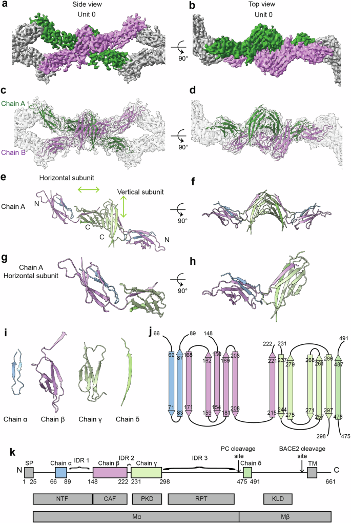 Fig. 3: The fibril unit structure of PMEL lamella.