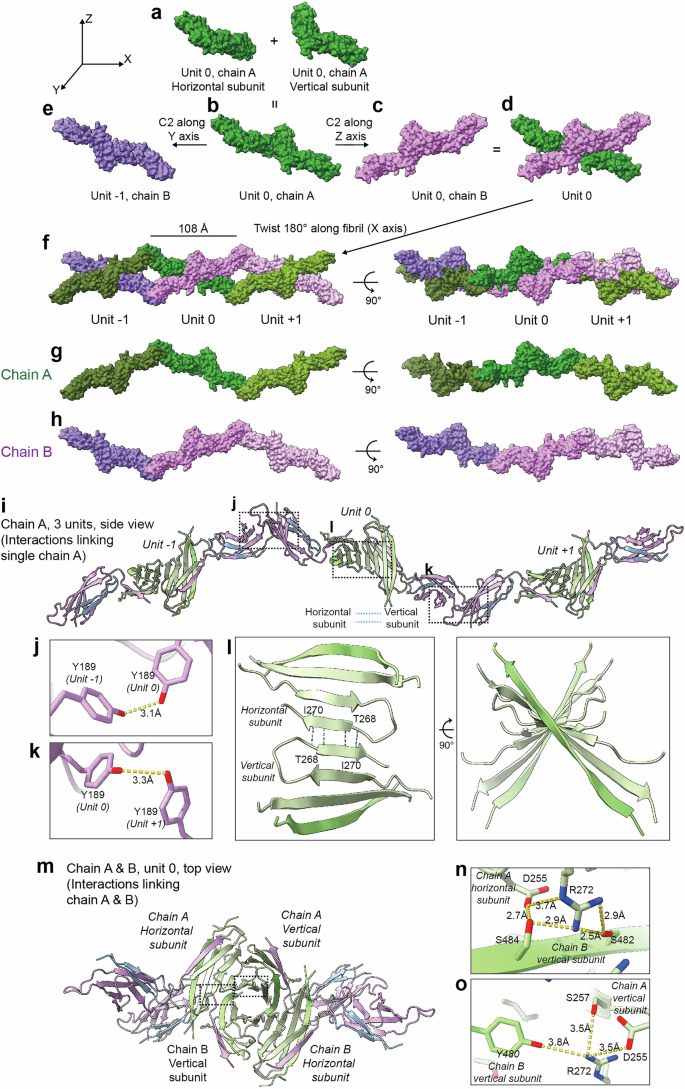 Fig. 4: Structural architecture of individual PMEL fibrils.