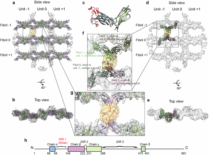 Fig. 5: Assembly of PMEL fibrils into lamellae.