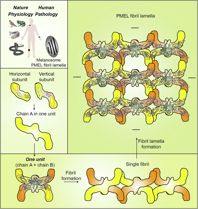 Fig. 6: The diagram of the assembly of native PMEL fibril lamellae.