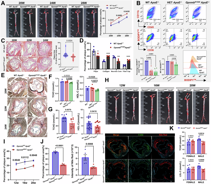Fig. 4: Gpnmb-mutation or myeloid-specific Gpnmb knockout alleviated atherogenesis in ApoE−/− mice.