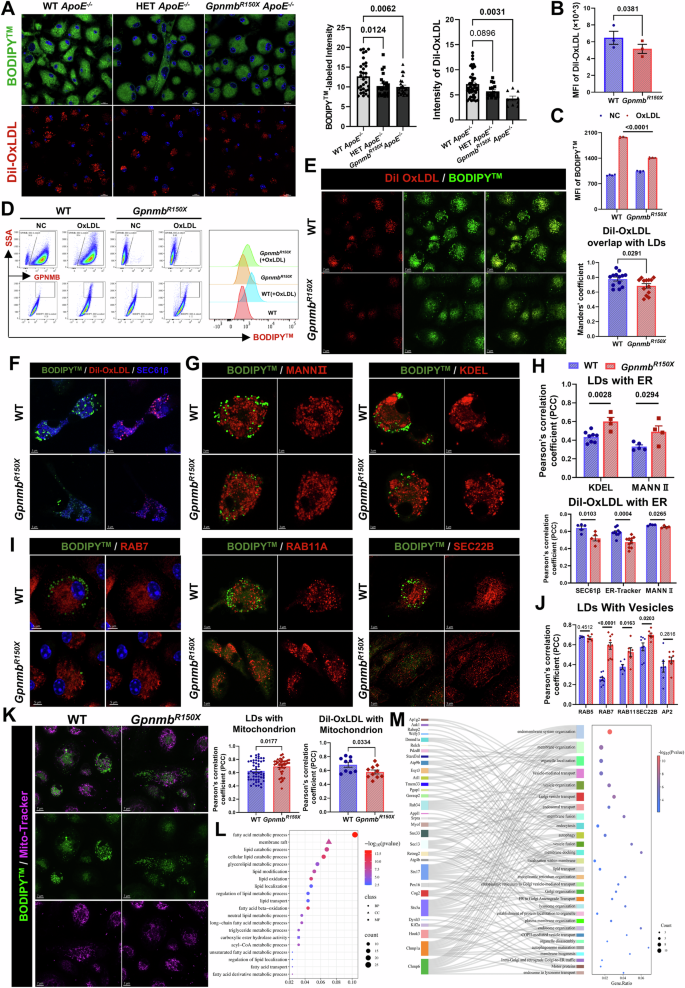 Fig. 6: GPNMB-mutation inhibited macrophage foaming.